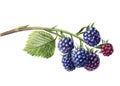Watercolor blackberries on a branch, isolated white background. Botanical illustration berries Royalty Free Stock Photo