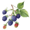 Watercolor blackberries on a branch, isolated white background. Botanical illustration berries Royalty Free Stock Photo