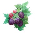 Watercolor blackberry food