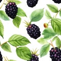 Watercolor Blackberry Seamless Pattern Beautiful Wallpaper