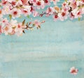 Watercolor blooming apricot or sakura tree twig with flowers, leaves and buds on blue or turquoise grunge background