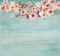 Watercolor blooming apricot or sakura tree twig with flowers, leaves and buds isolated on blue or turquoise grunge Royalty Free Stock Photo