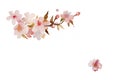 Watercolor blooming apricot or sakura tree twig with flowers, leaves and buds isolated on white background Royalty Free Stock Photo