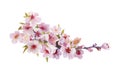 Watercolor blooming apricot or sakura tree twig with flowers, leaves and buds isolated on white background Royalty Free Stock Photo