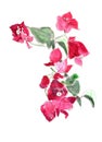 Watercolor blooming bougainvillea branch magenta colors on a white background Royalty Free Stock Photo