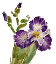 Watercolor blooming iris flowers illustration Royalty Free Stock Photo