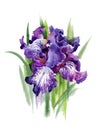 Watercolor blooming iris flowers Royalty Free Stock Photo