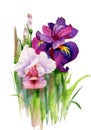 Watercolor blooming iris flowers