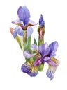 Watercolor blooming iris flowers