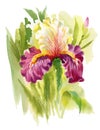 Watercolor blooming iris flowers