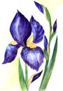 Watercolor blooming iris with unopened buds. Elegant flower of vivid ultramarine color and yellow fluffy center on white Royalty Free Stock Photo