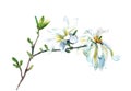 watercolor blooming magnolia