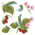 Watercolor blooming raspberry branch with flowers, berries and green leaves. Hand painted botanical set of red berries and pink Royalty Free Stock Photo