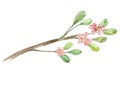 Watercolor blooming twig with pink flowers