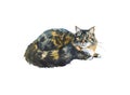 Watercolor blotched tabby cat Royalty Free Stock Photo