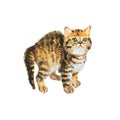 Watercolor blotched tabby kitten Royalty Free Stock Photo