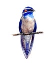 Watercolor blue Bird