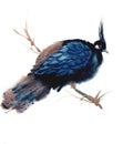 Watercolor blue Bird illustration