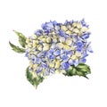 Watercolor blue blooming hydrangea, leaves, buds. Natural botanical floral collection isolated on white background Royalty Free Stock Photo