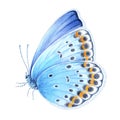 Watercolor blue butterfly. Hand drawn illustration