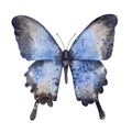 Watercolor blue butterfly. Insect. Summer illustration isolated on white background. Royalty Free Stock Photo