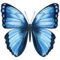 Watercolor blue butterfly isolated on white background. Summer butterfly illustration. Royalty Free Stock Photo