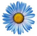 Watercolor  blue  chamomile flower  on white isolated background with clipping path. Closeup. For design. Royalty Free Stock Photo