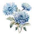 Watercolor Blue Chrysanthemum Flowers Drawing Sketch Illustration Royalty Free Stock Photo