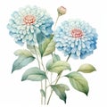 Watercolor Blue Chrysanthemum Flowers Illustration With Greenery Royalty Free Stock Photo