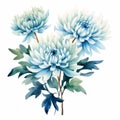 Watercolor Blue Chrysanthemum Flowers Illustration - Orderly Teal Blue Hues Royalty Free Stock Photo