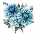 Watercolor Blue Chrysanthemum Flowers On White Background Royalty Free Stock Photo