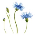 Watercolor blue Cornflower. Mountain Bluet Flower