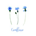 Watercolor blue cornflower set. Collection of hand drawn flowers isolated.