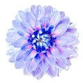 Watercolor blue dahlia. Flower on a white isolated background with clipping path. Closeup. Drops of water on the petals