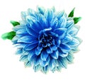 Watercolor blue dahlia. Flower on a white isolated background with clipping path. For design. Closeup. Royalty Free Stock Photo