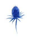 Watercolor blue flower Eryngium maritimum, Feverweed botanical hand drawn illustration on white background, floral design for