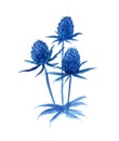 Watercolor blue flower Eryngium maritimum, Feverweed botanical hand drawn illustration on white background, floral design for