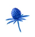 Watercolor blue flower Eryngium maritimum, Feverweed botanical hand drawn illustration on white background, floral design for