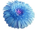 Watercolor blue flower. Gerbera flower isolated on white background. No shadows with clipping path. Close-up. Royalty Free Stock Photo