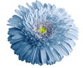 Watercolor blue flower. Gerbera flower isolated on white background. No shadows with clipping path. Close-up Royalty Free Stock Photo