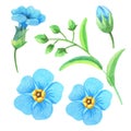 Watercolor blue forget-me-nots.Set of spring flowers and leaves.Cute watercolour Royalty Free Stock Photo