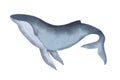 Watercolor blue humpback Whale