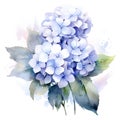 Watercolor blue hydrangea bouquet on white background.