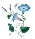 Watercolor with blue ipomoea and bee