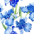 Watercolor blue iris flower. Floral botanical flower. Seamless background pattern. Royalty Free Stock Photo