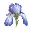 Watercolor blue iris flower isolted on white background Royalty Free Stock Photo