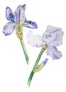 Watercolor blue iris flowers Royalty Free Stock Photo