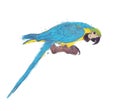 Watercolor of Blue Macaw Parrot on White Royalty Free Stock Photo