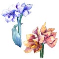 Watercolor blue and orange amaryllis flower. Floral botanical flower. Isolated illustration element. Royalty Free Stock Photo