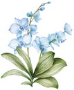 Watercolor Blue Orchid Flowers Clip Art